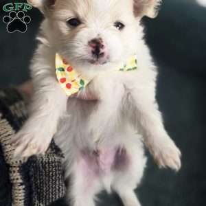 Eric, Pomeranian Puppy